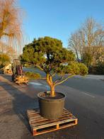 Pinus Mugo vormsnoei. Plaatje van een boom, Bloeit niet, Overige soorten, 100 tot 250 cm, Ophalen