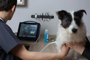 Betrouwbare echografie / ovulatiedetectie  kleine huisdieren beschikbaar voor biedingen