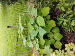 Diverse  boompje,s, Tuin en Terras, Ophalen, Volle zon, Overige soorten, Minder dan 100 cm
