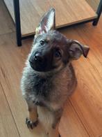 Stamboom Duitse Herder zoekt sportief huisje, Reu, 8 tot 15 weken, Eén hond, Herder