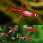 Muskiet rasbora boraras brigittae, Dieren en Toebehoren, Vis, Zoetwatervis, Schoolvis