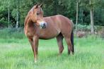 Quarter merrie en hengst hafflinger merrie, Dieren en Toebehoren, Merrie, Minder dan 160 cm, 0 tot 2 jaar