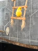 Gratis kanarie plus kooi, Dieren en Toebehoren, Vogels | Kanaries, Mannelijk, Zangkanarie