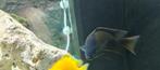 Copadichromis borleyi Red Kadango, Dieren en Toebehoren, Vissen | Aquariumvissen, Vis