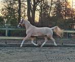 Palomino E pony ruin, E pony (1.48m - 1.57m), Met stamboom, Ruin, Dressuurpony