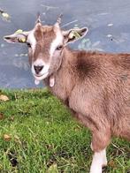 Toggenburger geitje, Dieren en Toebehoren, Schapen, Geiten en Varkens, Vrouwelijk, Geit, 0 tot 2 jaar
