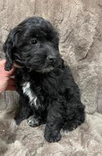 Boompoo pups, boompoo x toy poedel, Nederland, Overige rassen, CDV (hondenziekte), 8 tot 15 weken