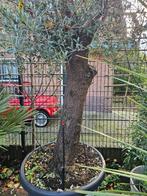 Grote olijfboom 300cm+ in pot, stam 80cm - van 699 voor 499, Tuin en Terras, Planten | Bomen, Bloeit niet, Ophalen of Verzenden
