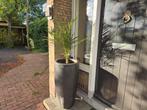 2 grote aardewerkpotten voor buiten met palm, Ophalen, Steen, Gebruikt, Minder dan 60 cm
