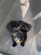 Hij wil papa worden, Dieren en Toebehoren, Honden | Chihuahua's en Gezelschapshonden, Rabiës (hondsdolheid), 1 tot 2 jaar, Eén hond