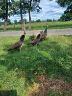 Pauwen kuikens, Dieren en Toebehoren, Opfok