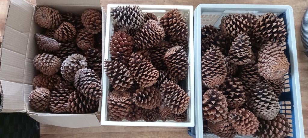 Grote dennenappels, Hobby en Vrije tijd, Knutselen, Ophalen of Verzenden, Nieuw