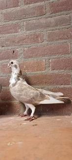 Een duivinnen, Dieren en Toebehoren, Vogels | Duiven