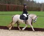 Superlieve kinderpony welsh-a 11 jaar 1.16 hoog, Dieren en Toebehoren, Pony's, Merrie, A pony (tot 1.17m), 11 jaar of ouder