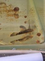 Algeneters ancistrus, Dieren en Toebehoren, Vis, Zoetwatervis
