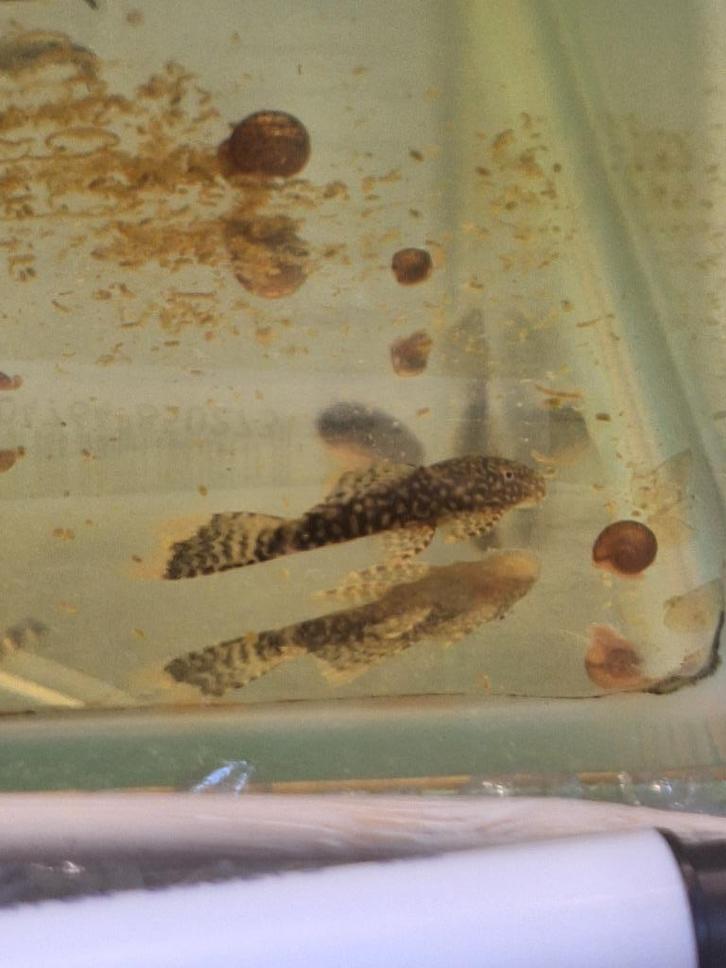 Algeneters ancistrus, Dieren en Toebehoren, Vissen | Aquariumvissen, Zoetwatervis, Vis