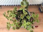 Kleurrijke Coleus Plant in Pot, Ophalen, Overige soorten, Halfschaduw, In pot