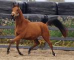 bloedmooie sportpony, ruin, Dieren en Toebehoren, Pony's, Ruin, Dressuurpony, Zadelmak, 3 tot 6 jaar