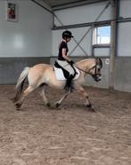 Lieve fjord ruin te koop, Dieren en Toebehoren, Ruin, D pony (1.37m tot 1.48m), Recreatiepony