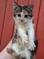 Lieve Boerderij Kitten, Poes, Kortharig, 0 tot 2 jaar