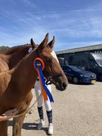 Springcrack voor de toekomst veulen uit elite merrie, Dieren en Toebehoren, Paarden, Hengst, 0 tot 2 jaar