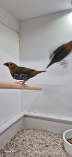 Te koop aangeboden groene druppel astrilde, Meerdere dieren, Tropenvogel
