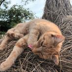 Nieuwe plek gezocht voor Storm, rode poes (gratis), Dieren en Toebehoren, Katten en Kittens | Overige Katten, Poes, Kortharig