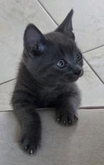 Schitterende grijze kitten, met pluizige vacht, kater, Dieren en Toebehoren, Katten en Kittens | Overige Katten, Kater, 0 tot 2 jaar