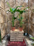 Strelitzia nicolai 140cm, Ophalen, Halfschaduw, Minder dan 100 cm