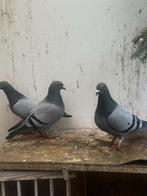 Koppels postduiven, Dieren en Toebehoren, Meerdere dieren, Postduif