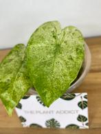 Alocasia Macrorrhiza Splash Variegata, Ophalen of Verzenden, Overige soorten, Minder dan 100 cm