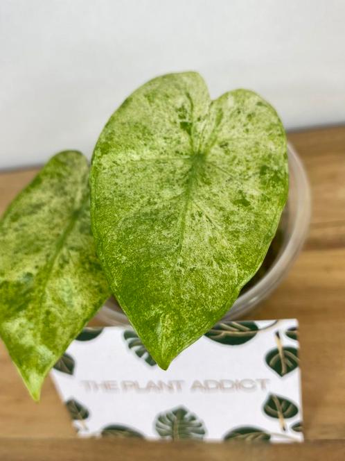 Alocasia Macrorrhiza Splash Variegata, Huis en Inrichting, Kamerplanten, Overige soorten, Minder dan 100 cm, Ophalen of Verzenden