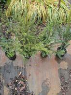 Taxus in pot 40-60cm, Ophalen