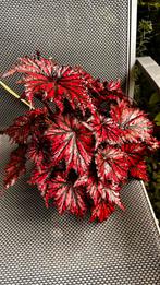 Begonia Rex, Huis en Inrichting, Kamerplanten, Ophalen, Overige soorten, Minder dan 100 cm