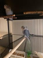 Jonge Agapornis Roseicollis 14 weken oud, Dieren en Toebehoren, Geslacht onbekend, Dwergpapegaai of Agapornis