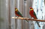 Stanley Rosella's wildkleur te koop, Meerdere dieren, Parkiet, Geringd