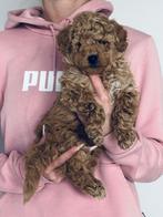 Lieve mooie Toy poedel pups  mogen verhuizen, Dieren en Toebehoren, Honden | Chihuahua's en Gezelschapshonden, Poedel, Parvo, 8 tot 15 weken