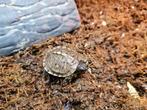 Terrapene carolina major (Tortue boîte commune) juvénile, Dieren en Toebehoren, Schildpad, 0 tot 2 jaar