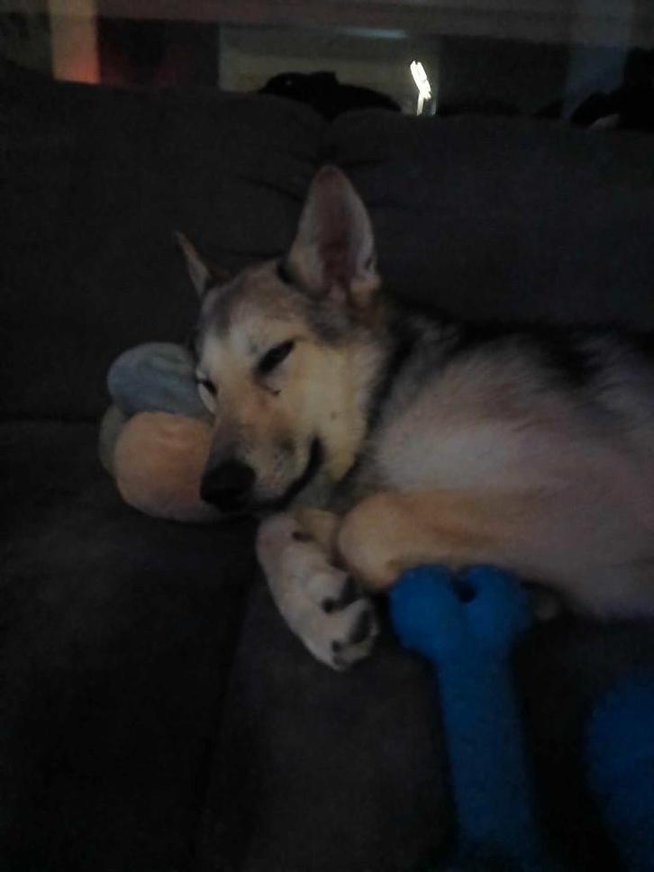 Hybride Tjecho-Slowaakse Wolfhond x Siberische Husky puppy's, Dieren en Toebehoren, Honden | Poolhonden, Keeshonden en Oertypen