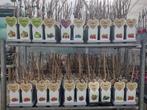 Kleinfruit, aalbes, bosbes, braam, druif, framboos, vijg etc, Tuin en Terras, Ophalen, Lente, Fruitplanten, Volle zon