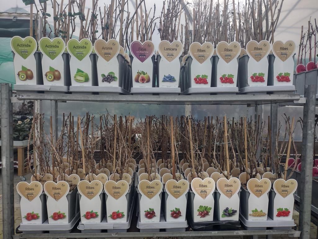 Kleinfruit, aalbes, bosbes, braam, druif, framboos, vijg etc, Tuin en Terras, Planten | Tuinplanten, Fruitplanten, Volle zon, Lente