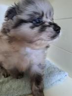 pomeriaan/keeshond puppy"s, Dieren en Toebehoren, Reu, 8 tot 15 weken, Meerdere, Nederland