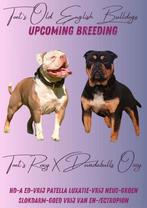 Old English Bulldog Pups, CDV (hondenziekte), 8 tot 15 weken, Bulldog, Meerdere