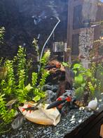 Trofis aquarium 240lt met meubel, achterwand, pomp en vissen, Dieren en Toebehoren