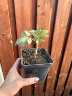 Rijstpapierplant Tetrapanax, Vaste plant, Halfschaduw, Zomer, Ophalen