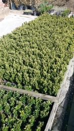 Buxus in pot voor haagjes, Minder dan 100 cm, Buxus, Ophalen