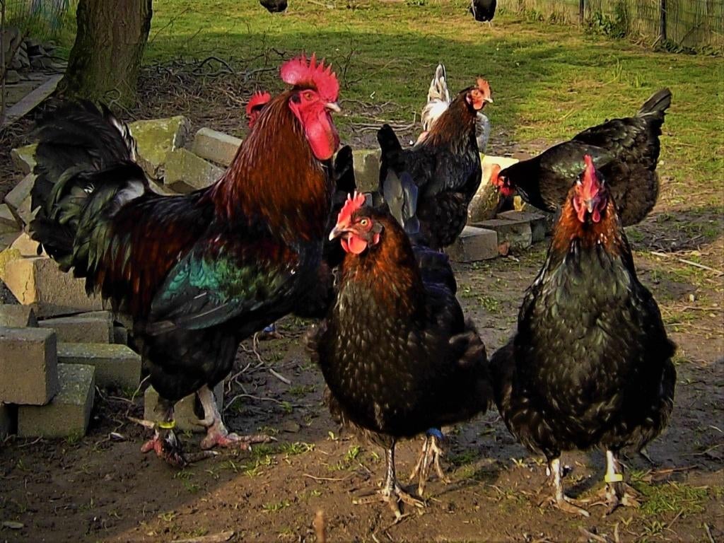 Marans kippen | Rustige kippen | Speciale eieren, Meerdere dieren, Kip