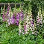 Vingerhoedskruid zaden, Tuin en Terras, Ophalen of Verzenden, Zomer, Overige soorten, Volle zon