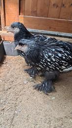 Brahma silver
laced,ZELDZAAM, Dieren en Toebehoren, Pluimvee, Vrouwelijk, Kip