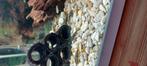 Algeters, Dieren en Toebehoren, Vissen | Aquariumvissen, Vis